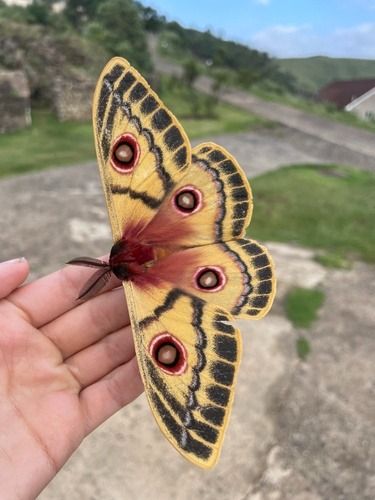 Poodle Moth, Wings Artwork, Emperor Moth, Cute Moth, Dark Forest Aesthetic, Cool Bugs, I Love Lamp, Beautiful Bugs, Butterfly Pictures