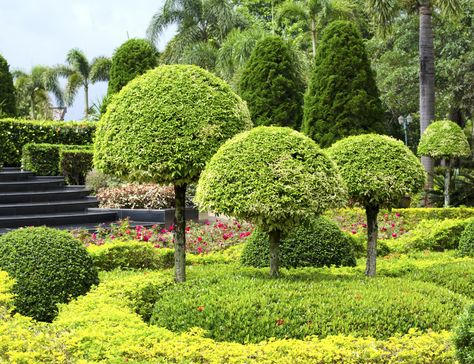 Beach House Landscaping, Contemporary Landscape Design, Evergreen Garden, Topiary Garden, Pergola Garden, Irish Moss, Topiary Trees, Landscaping Tips, Tree Farm