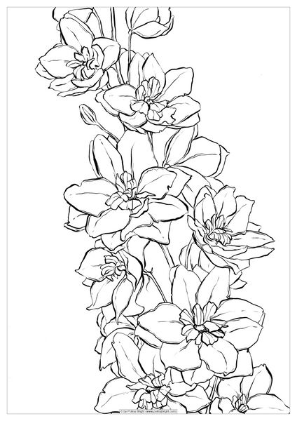 Delphinium flower – Polina Bright Delphinium Flower Drawing, Watercolor Coloring Pages, Delphinium Tattoo, Delphinium Flower, Simple Flower Drawing, Easy Flower Drawings, Delphinium Flowers, Buttercup Flower, Flower Drawing Tutorials