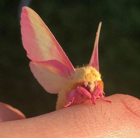 Maple Moth, Rosy Maple Moth, Kunstjournal Inspiration, Cute Moth, Cool Bugs, Moths And Butterflies, Beautiful Bugs, Pretty Animals, Bugs And Insects