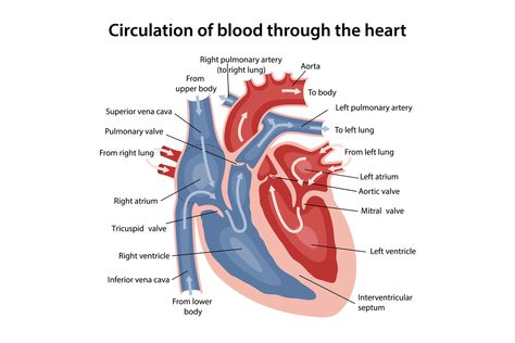 Thoracic Cavity, Heart Structure, Cardiac Cycle, Tricuspid Valve, The Circulatory System, Mitral Valve, The Human Heart, Normal Heart, Body To Body