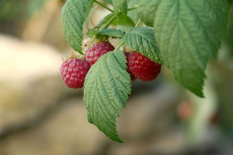 How to Grow and Care for Raspberry Bushes in Your Garden for a Winning Harvest Raspberry Branch, Red Raspberry Tea, Raspberry Bush, Growing Raspberries, Raspberry Plants, Raspberry Tea, Box Flowers, Crop Production, Plant Zones