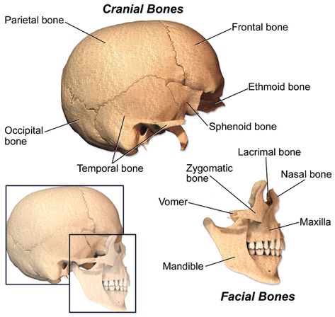 Cranial Bones, Sphenoid Bone, Facial Bones, Anatomy And Physiology, Biotechnology, The Source, Bones, Hair Hair, Facial