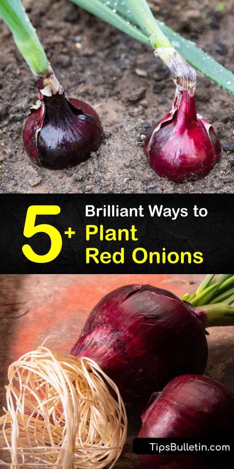 Growing Red Onions, How To Grow Red Onions, Planting Red Onions, Grow Red Onions, Red Onions, When To Plant Onions, When To Plant Onions Bulbs, Red Onion Benefits, Harvesting Onions When To