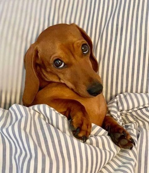 Baby Weiner Dogs, Golden Dachshund, Sausage Dog Puppy, Brown Dachshund, Baby Dachshund, Famous Dogs, Sausage Dogs, Doxie Dogs, Very Cute Dogs