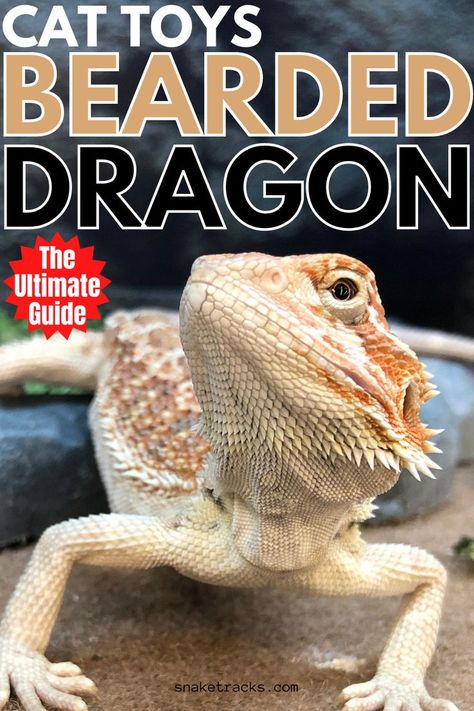 Small, colorful, cat toys can stimulate your dragon’s senses as well. The bright, sparkly toys look a lot like insects and these inexpensive toys may excite your dragon more than the cats they are originally designed for. Bearded Dragon Toys, Colorful Cat, Dragon Toys, Bearded Dragon, Cat Toys, To Play, Insects, Toys