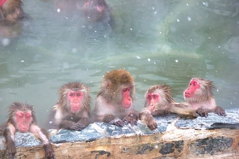 Japan shows a variety of landscapes in each season. Hot spring resorts are also a popular winter tourist destination. In fact, hot springs are also a popular spot for animals. Today, we’ll introduce you to three sightseeing spots where you can see “animals in hot springs”!   1.The Hakodate Tropical Botanical Garden, where you can feed the adorable monkeys! At the Hakodate City Tropical Botanical Garden in Hakodate, Hokkaido, you can see Japanese macaques bathing in hot spr Monkeys In Hot Springs, Adorable Monkeys, Japanese Monkey, Tropical Botanical Garden, Winter In Japan, Snow Monkey, Hakodate, Tropical Botanical, Spring Resort