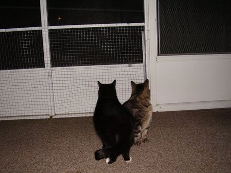 The screened in sun porch is our four inside-only kitties favorite place. On their first visit, each one had to check out the view which was just over their heads. As their claws stuck in the plastic screening causing small tears, I wondered how I would ever keep them from escaping thru torn screens. Cat Porch, Bird Netting, Screen Enclosures, Cat Proofing, Loft Interior Design, Sun Porch, Screen Doors, Retro Living Rooms, Screen Porch