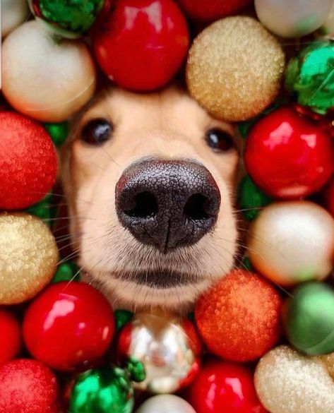 Funny Dog Christmas Cards Photo Ideas, Christmas Puppy Pictures, Puppy Christmas Pictures, Dachshund Photography, Christmas Dog Photography, Holiday Dog Photos, Christmas Doggies, Christmas Pet Photos, Holiday Pet Photos