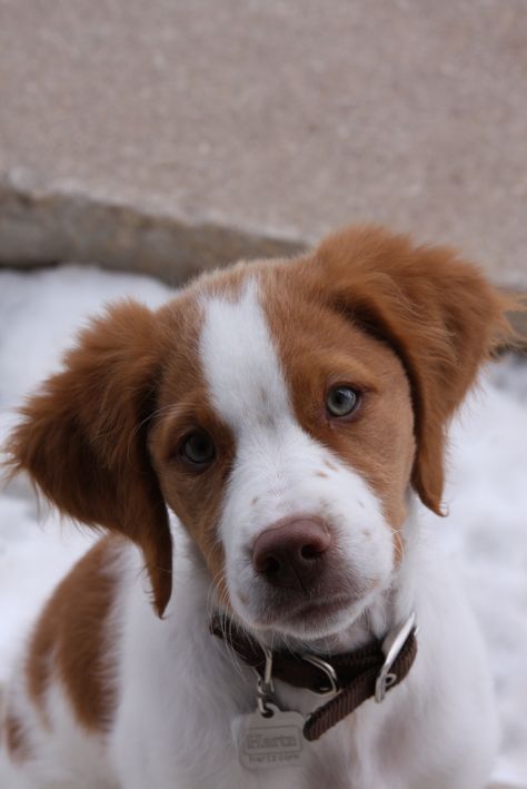 Brittany Puppy Brittany Puppy, Brittney Spaniel, Brittany Puppies, Spaniel Puppies For Sale, Spaniel Breeds, Brittany Spaniel, Puppies And Kitties, My Puppy, Cute Dogs And Puppies