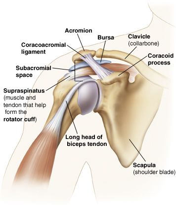 Shoulder Joint Impingement Type Syndromes - Morphopedics Supraspinatus Muscle, Shoulder Anatomy, Rotator Cuff Exercises, Shoulder Rehab, Shoulder Injury, Shoulder Impingement, Rotator Cuff Injury, Yoga Anatomy, Shoulder Surgery