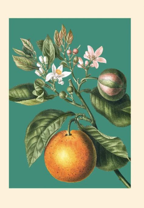 Teal Art Print, Society6 Wall Art, Teal Art, Green Art Print, Fruit Wall Art, Blue Poster, Bitter Orange, Flower Prints Art, Rock Design