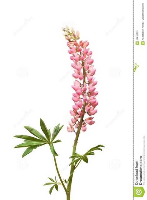 Lupine Tattoo, Cute Best Friend Tattoos, Lupine Flowers, Tattoo Old School, Flowers Images, Beautiful Flowers Images, Home Decor Sculptures, Disney Tattoo, Zodiac Tattoos