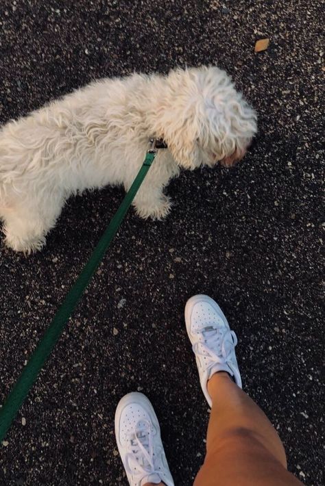 Summer Morning Walk Aesthetic, Dog Photos Aesthetic, Puppy Vision Board, Aesthetic Dog Walking Pictures, Taking Dog For A Walk, Walking Dog Astethic, Dog Walking Pictures, Summer Dog Walk Aesthetic, Walking My Dog Aesthetic