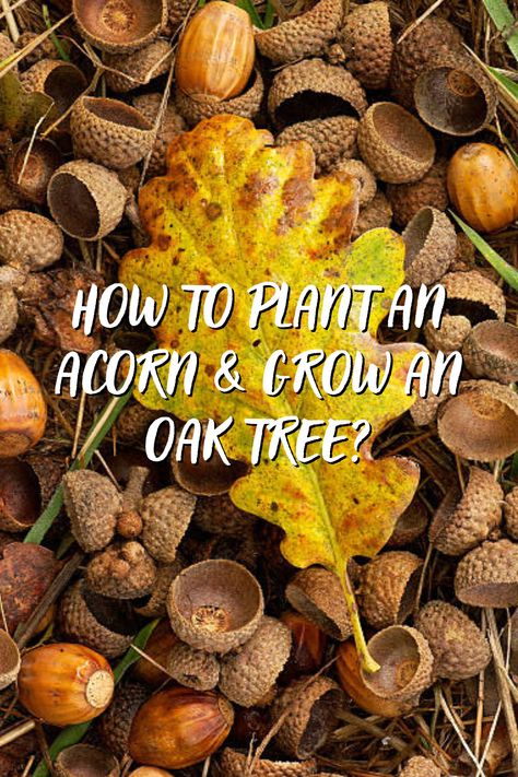 🌲How to plan an acorn & grow an Oak Tree? This article will tell you how. #oaktree #acorn #acorngrow #growtree #planttree #howto #littleacornsgrow Planting Acorns Oak Tree, Growing Oak Trees From Acorns, Planting Acorns, Sprouting Acorn, Bur Oak Tree, Tree Facts, Red Oak Tree, Nut Trees, Burr Oak