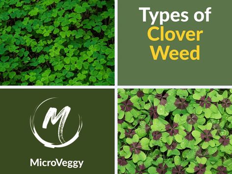 Navigating through the different types of clover weeds can be a horticultural challenge for even the most seasoned gardeners. This in-depth exploration balances research, expert insights, and practical tips to help you effectively identify and manage these botanical impostors. Stay with us as we look into the subtle differences and similarities that can tip you … 9 Types of Clover Weeds: Common Clover Identification Read More » The post 9 Types of Clover Weeds: Common Clover Iden... Clover Plant, Healthy Garden, Clover Leaf, Different Types, This Is Us, Plants