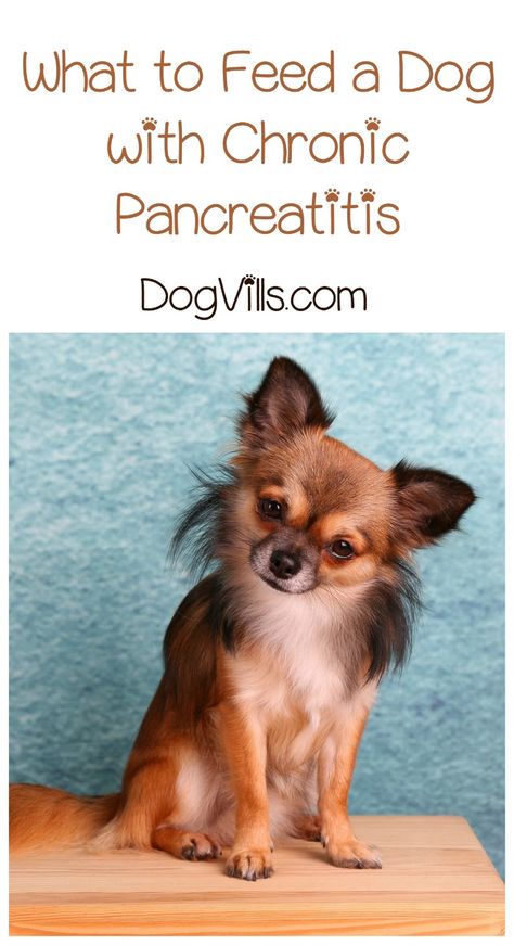 What do you cook for a dog with chronic pancreatitis? Check out our dog health tips to find out what to include in their diet and what to avoid. Dog Remedies, Dog Wellness, Holiday Dog, Animal Health, Dog Tips, Family Pets, Best Dog Food, Dog Care Tips, Cat Training