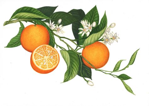 Orange Blossom Water Recipes, Illustration Botanique Vintage, Orange Chocolate Cake, Foto Transfer, Orange Blossom Water, Illustration Botanique, Botanical Illustration Vintage, Fruit Illustration, Orange Tree