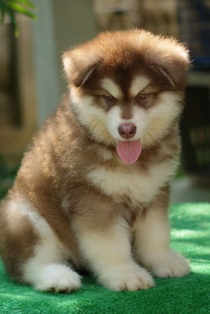 Giant Malamute, Malamute Puppy, White