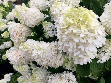 Hydrangea paniculata 'Grandiflora' Hydrangea Grandiflora, Grow Hydrangea, Island Plants, Hydrangea Paniculata Grandiflora, Pee Gee Hydrangea, Snowball Bush, Hydrangea Arborescens Annabelle, Building A Garden, Southern Gardens