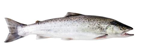 Sea trout fish. Isolated on white background , #Aff, #fish, #trout, #Sea, #background, #white #ad Sea Trout, Sea Background, Trout Fish, Fish Stock, Fish And Meat, Types Of Fish, Clear Background, Background White, Nature Images