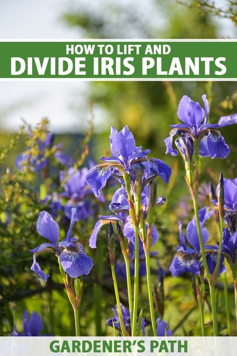 Easily cultivated, irises are a garden favorite, adding elegant beauty and fragrance wherever they’re planted. To keep these clump-forming plants flowering vibrantly, they benefit from division every three or four years. Learn all about how to divide and transplant irises now on Gardener's Path. #iris #gardenerspath When To Divide Iris Bulbs, Transplanting Irises In Fall, When To Transplant Iris, Dividing Irises, Planting Iris Rhizomes, Iris Flowers Garden, How To Plant Bearded Iris, Growing Irises, Fruit Bushes