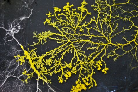 Slime mould. Blob Mirror Diy, Mould Art, Blob Mirror, London In November, Funky Mirrors, Slime Mold, Growth And Decay, Moss Plant, Mushroom Tattoos