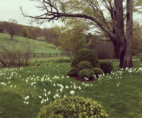 Miranda Brooks, Garden Landscape Design, Garden Borders, Deciduous Trees, House Landscape, Garden Structures, Green Garden, Country Gardening, Garden Paths