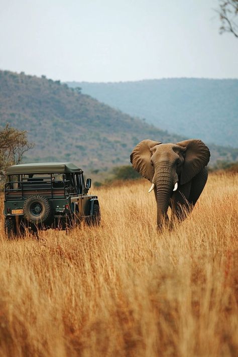 "Embark on a thrilling Safari in South Africa! 🦁🌍 Witness majestic wildlife in their natural habitat, enjoy breathtaking landscapes, and experience the adventure of a lifetime. 🚙🌿 #SouthAfricaSafari #WildlifeAdventure #Nature" South Africa Wildlife, Safari Photography, South Africa Safari, Africa Wildlife, Black Wallpaper Iphone Dark, Animal Crackers, Jungle Safari, African Safari, Cool Backgrounds