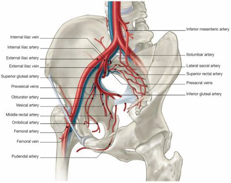 Iliac arteries Pelvic Diaphragm, Medicine Notes, Basic Anatomy And Physiology, Arteries And Veins, Human Body Anatomy, Medicine Student, Medical School Studying, Medical School Essentials, Human Anatomy And Physiology