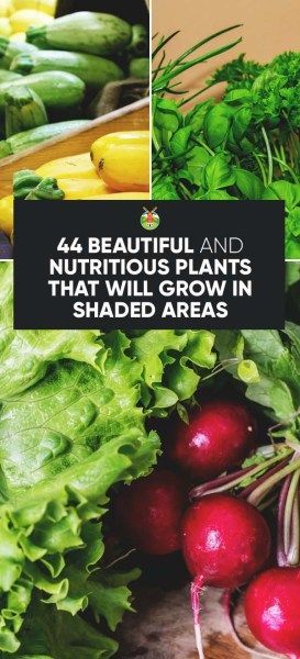 44 Nutritious Vegetables That Will Grow in Shaded Areas in Your Garden Organic Vegetable Garden, Garden Types, Organic Gardening Tips, Organic Vegetables, Veggie Garden, Gardening For Beginners, Growing Vegetables, Shade Garden, Gardening Ideas