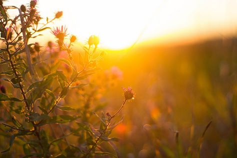 Golden Hour Aesthetic Wallpaper Laptop, Nature Goddess, Splendour In The Grass, Golden Sun, Candle Light, Yellow Light, Laptop Wallpaper, Golden Hour, Pretty Wallpapers