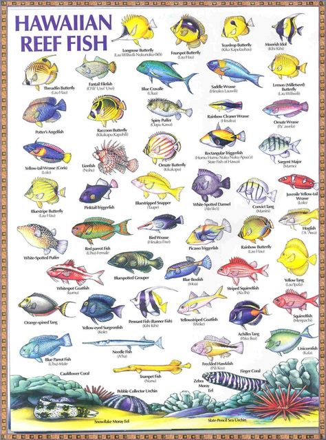 Fish Chart, Reef Fish, Salt Water Fish, Maui Travel, Hawaiian Art, Types Of Fish, Big Island Hawaii, Haiwan Peliharaan, Saltwater Aquarium