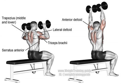 Traps Workout, Dumbbell Shoulder, Dumbbell Shoulder Press, Best Shoulder Workout, Shoulder Training, Compound Exercises, Fitness Style, Overhead Press, Chest Workouts