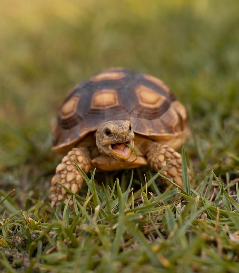 Baby Tortoise Smiling Weird Animal Facts, Turtle Wallpaper, Turtle Images, Baby Tortoise, Pet Frogs, Fun Facts About Animals, Pet Turtle, Aquatic Turtles, Box Turtle