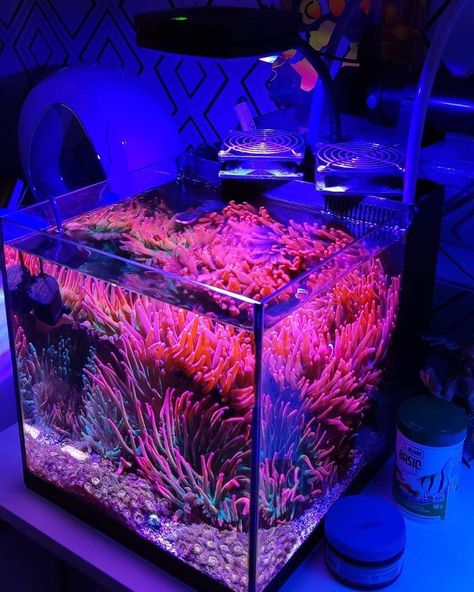 Saltwater Aquascape, Reef Tank Aquascaping, Saltwater Aquarium Setup, Nano Reef Tank, Coral Fish Tank, Coral Aquarium, Fish Tank Themes, Coral Reef Aquarium, Fish Tank Terrarium