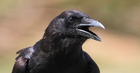 Crow Cawing, Crow Facts, Common Crow, Crow Images, American Crow, Bird Facts, Raven Bird, Spider Monkey, Jackdaw