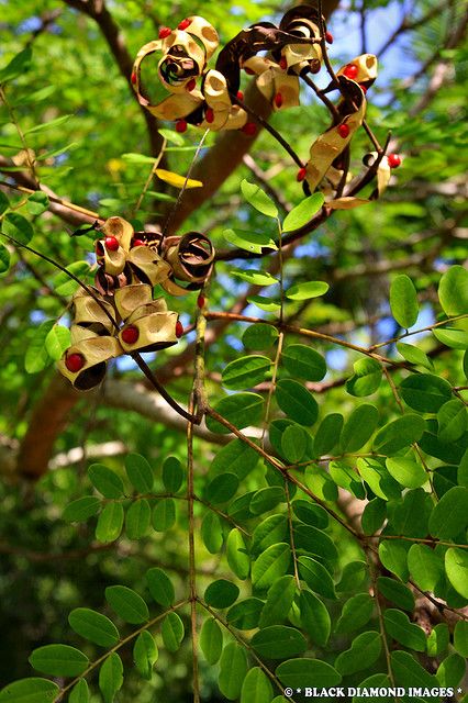 Red Sandalwood Red Sandalwood Tree, Sandalwood Tree, Flower Fence, Bead Tree, Peacock Flower, Amazing Trees, Red Sandalwood, Diamond Image, Sacred Plant