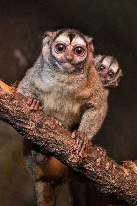 Night Monkey, Monkey Magic, Most Dangerous Animals, Incredible Nature, Slow Loris, Dangerous Animals, As Humans, Animal References, Awesome Animals