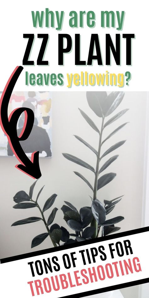 Zz Plant Care Yellow Leaves, Plant Leaves Turning Brown, Zz Plant Care, Plant Leaves Turning Yellow, Zz Plants, Diy Outdoor Space, Planting Plants, Yellow Leaf, Zz Plant