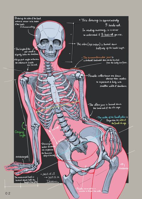 Female Skeleton, Human Skeleton Anatomy, Skull Anatomy, Anatomy Bones, Skeleton Anatomy, Skeleton Drawings, Body Study, Anatomy Practice, Anatomy Tutorial