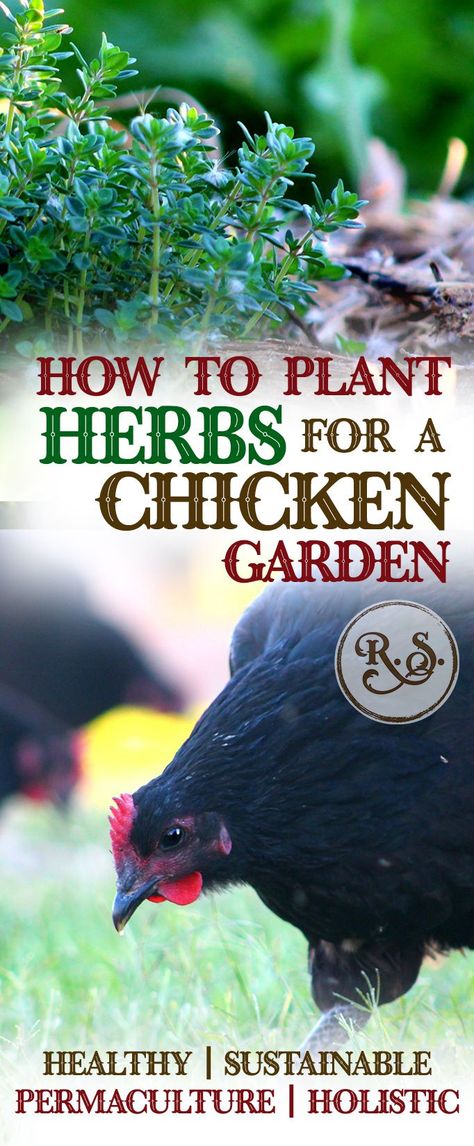 Herbs For Chickens, Urban Chicken Farming, Plant Herbs, Grow Herbs, Urban Chickens, Backyard Garden Layout, Backyard Garden Landscape, Chicken Garden, Health Ideas