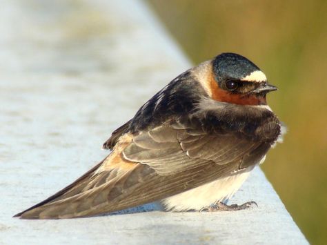 Cliff Swallow also  American Cliff Swallow  (Petrochelidon pyrrhonota) by Maggie Smith. Rosy Boa, Maggie Smith, Swallows, Birds, Animals