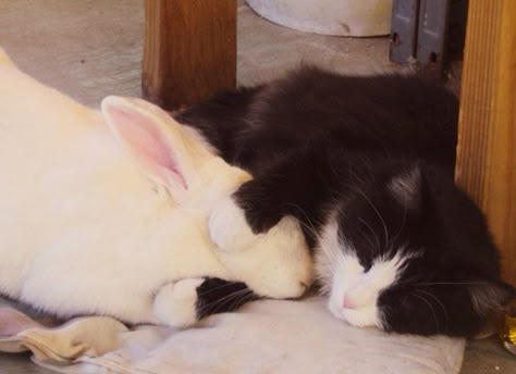 Cat And Bunny Napping Together, Animal Friendships, Sleeping Bunny, Animals Friendship, Rabbit Baby, Pet Rats, Funny Animal Memes, Animals Friends, Baby Sleep