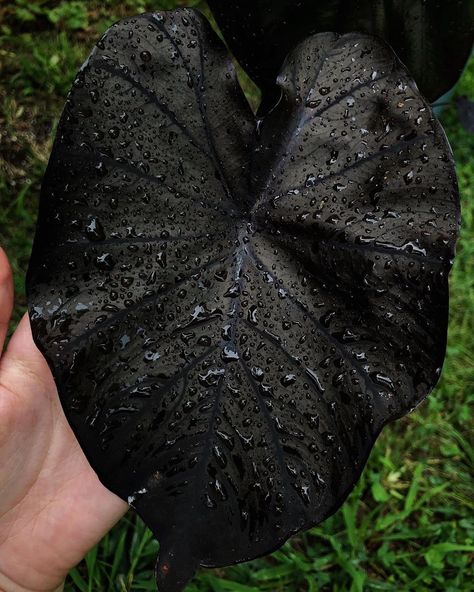 Colocasia esculenta ‘black coral’, I can’t wait to bring this baby out of dormancy when spring hits. #colocasiaesculenta #colocasia… Black Elephant Ears, Colocasia Esculenta, Savage Garden, Black Elephant, Dark Summer, Black Coral, Elephant Ears, Small Leaf, Growing Flowers