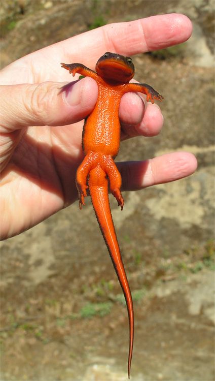 Taricha granulosa Newt Lizard, Agama Lizard, Red Salamander, Newt Salamander, Ground Squirrel, Cute Reptiles, Wildlife Photographer, Animal Jam, Pretty Animals