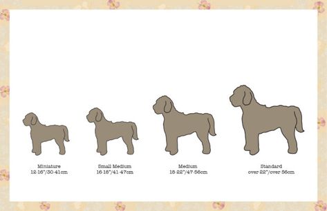 4 Labradoodle sizes comparison mini medium large Medium Labradoodle, Labradoodle Retriever, Labradoodle Medium, Small Labradoodle, F1 Labradoodle, F1b Labradoodle, Labradoodle Breeders, Labradoodle Miniature, Labradoodle Puppies For Sale