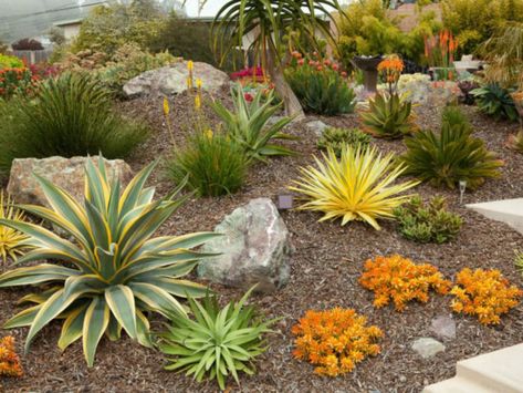 Succulent Projects, Succulent Garden Landscape, Succulent Landscape Design, Drought Tolerant Garden, Succulent Garden Design, Drought Tolerant Landscape, Succulent Landscaping, Hillside Landscaping, Front Yard Garden Design