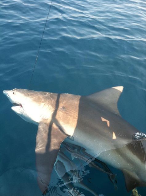 Deep Sea Private charter up to 6 fishermen. Your shark fishing adventure will be an experience of a lifetime. See what it's like to catch one of the feared fish of the ocean. Tackle, bait and fishing license is all included.    Activity Highlights  → Target sharks in the Gulf of Mexico.  → ... visit to read more   Things to do in Destin   The best  #Shark #Fishing in  #Destin #vacation #ideas Shark Fishing, Fishing Adventure, Deep Sea Fishing, Destin Florida, Fishing Charters, Sea Fishing, Fishing Life, Fishing Villages, Gulf Of Mexico