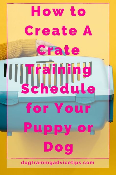 Establishing a regular regimen as early as feasible is highly recommended. Find out how to create an effective crate training schedule here! #dogtrainingadvicetips #dogbehavior #dogtraining #dogobedience #dogtrainingtips #dogtips #dogs Dog Schedule, Crate Training Schedule, Better Relationship, Shell Game, Dog Behavior Problems, House Training Dogs, Brain Training Games, Dog Training Advice, Puppy Training Tips